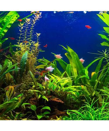 King British Test Strips 6 in 1 for Aquariums and Ponds - Buy Online on GoSupps.com