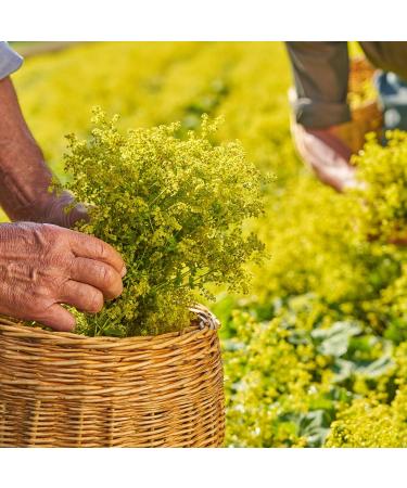 Ricola - Sweets with Swiss Plants - Fresh Alpine Fragrance - Refreshing - Sugar Free - Pack of 20 boxes of 50g - Buy Online on GoSupps.com