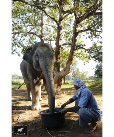 Black Ivory Coffee Whole Bean Coffee - The World's Most Expensive Elephant Refined Medium Roast Arabica Coffee Beans Smooth Low Acid Coffee Exclusive Coffee Lovers Gifts - Buy Online on GoSupps.com