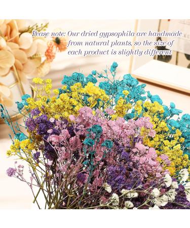 Dried Babys Breath Flowers - 100 Pcs Natural Gypsophila Branches for DIY Crafts and Gifts - Mixed Color Pressed Baby's Breath Flowers - Buy Online on GoSupps.com