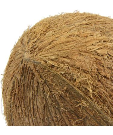 JBL 61513 Coconut Shell Cave for Aquariums & Terrariums - Cocos Cava | International Shipping Available - Buy Online on GoSupps.com