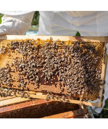 Buy Beessential Relaxing Bar Soap - Lavender & Honey 5 oz | International Shipping Available - Buy Online on GoSupps.com