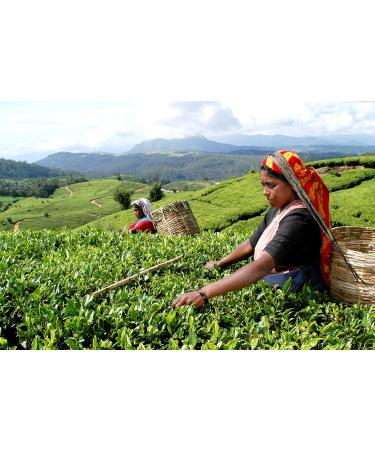 Ronnefeldt Morgentau Joy of Tea - Green Tea with Mango-Citrus Flavor 15 Bags (37.5g) - International Shipping Available - Buy Online on GoSupps.com