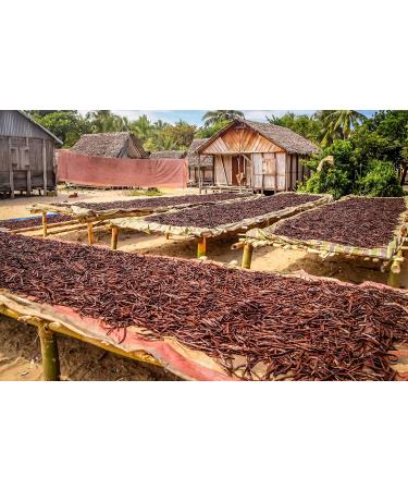 Tahitian Vanilla Beans - 50 Count Extract Grade B Pods for Baking, Homemade Extract, Brewing, Coffee, Cooking - Buy Online on GoSupps.com