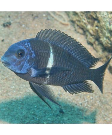 JBL PRONOVO MALAWI FLAKES M 250ml - Buy Online on GoSupps.com