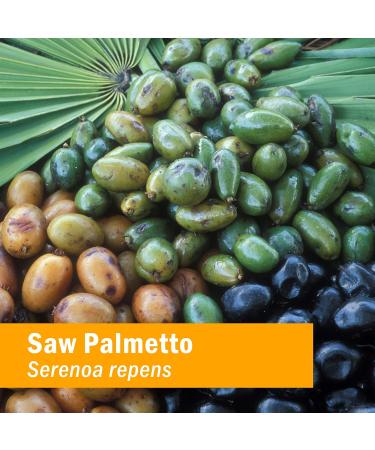 Herb Pharm Prostate Health Liquid with Saw Palmetto Extract - 4 Ounce | Supports Prostate Function | 1-Pack - Buy Online on GoSupps.com
