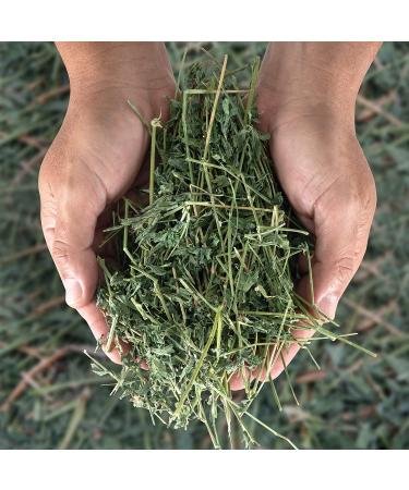 Dried Natural Alfalfa Hay for Rabbits, Guinea Pigs, Chinchillas & Ferrets - Protein and Fiber-Rich Food - 5 lb Pack - Healthy Pet Food - Buy Online on GoSupps.com