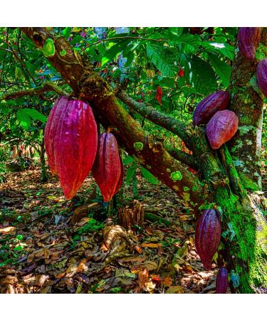 Woodflame Cocoa Butter Pastilles 1kg - Pure Vegan Theobroma Cocoa Seed Butter for Cosmetics & Food Quality - Buy Online on GoSupps.com