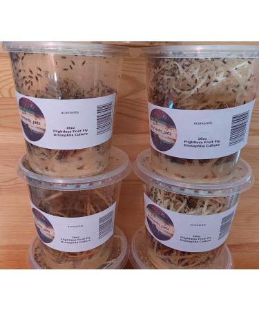 acomantis 16oz tub Flightless Fruit Flies (Drosophila Culture) Live Food - Buy Online on GoSupps.com