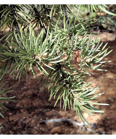 Buy Made in USA Beard Balm for Men | Sandalwood & Patchouli | Mustache Wax Conditioner | Nourishing Beeswax & Oils | 2oz Grooming Essential - Buy Online on GoSupps.com