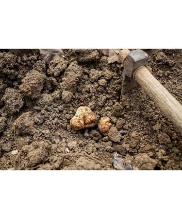 aBeiou. White truffle oil 250ml extra gourmet product 100% Italian extra virgin olive oil flavoured with white truffle artisanal oil vegan vegetarian gifts White 250 - Buy Online on GoSupps.com