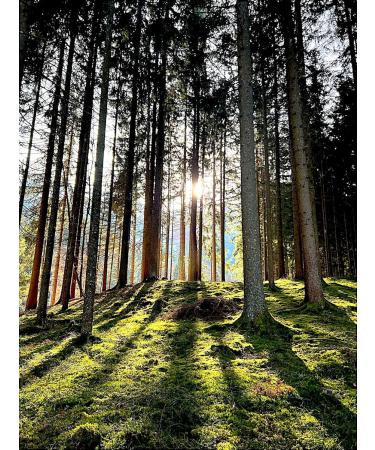 Pommade Baume la r sine d'arbre - pic a naturel et r sine de pin - Produit naturel pur - Sans conservateur - Recette traditionnelle (huile de chanvre 50 ml) 50 ml Huile de chanvre - Buy Online on GoSupps.com