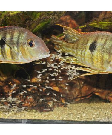 JBL PRONOVO BEL GRANO BABY 3 x 10ml - Buy Online on GoSupps.com