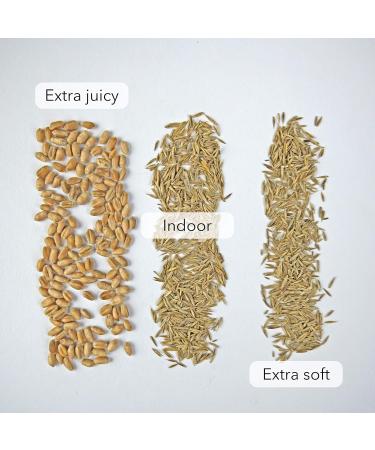 Kira Gates Cat Grass Maxi Box - 3 Varieties 6 Bags for 50 Pots | Premium International Shipping - Buy Online on GoSupps.com