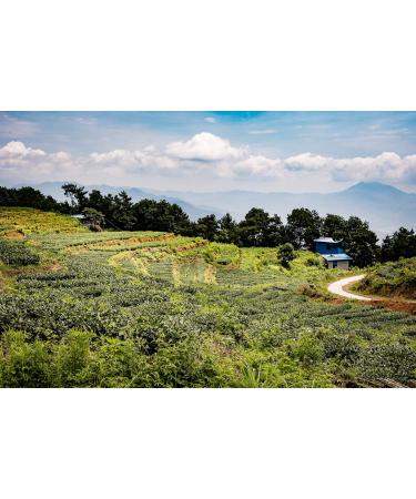 Rare Tea Company Oolong Loose Leaf Tea Tin 50g - Premium Quality Oolong Tea - Buy Online on GoSupps.com
