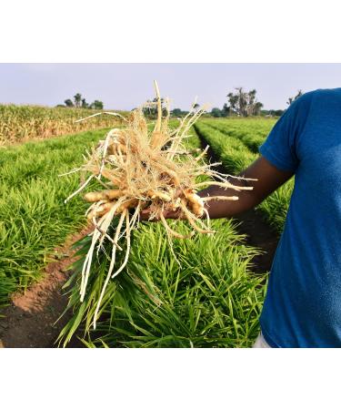 Buy Gourmetia Ginger Powder 400g - 100% Natural Ginger Root & Ginger Tea - Buy Online on GoSupps.com