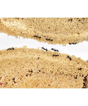 AntHouse - Natural Sand Ant | Medium Red 3D Set (Sandwich + Food Box) | Including Ant Colony - Buy Online on GoSupps.com