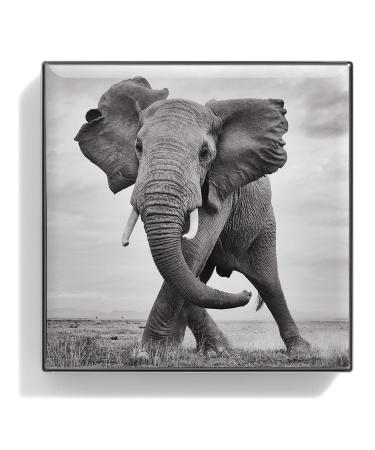 Chantecaille Luminescent Eye Shade - Elephant 2.5g | Buy Internationally | Best Eye Makeup - Buy Online on GoSupps.com
