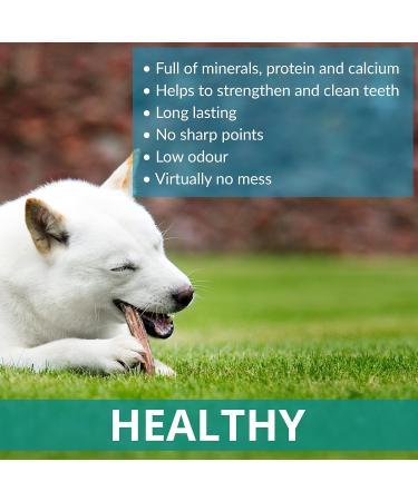 Antlers for Dogs Ideal for Medium Dogs Sustainable Naturally Shed Deer Antlers for Dogs Dog Toys Dog Treats Dog Antler Reindeer Antlers for Dogs Natural Dog Chews Dog Chew Toys M (Pack of 1) - Buy Online on GoSupps.com