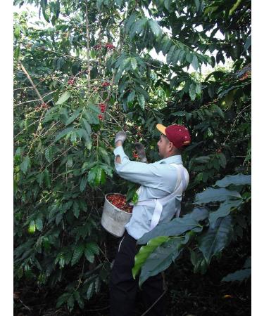 Kona Coffee Estate Grown Extra Fancy Medium Roast - Buy Online on GoSupps.com