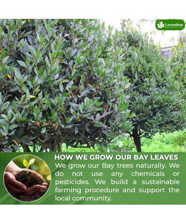 Lavendium 300+ Premium Dried Bay Leaves Bay Leaf Tea Bay Leaves Spice Whole Nice Leaves Wildcrafted Fresh Harvested Bay Leaves For Cooking Sugar-Free Gluten Free Caffeine Free Vegan - Buy Online on GoSupps.com