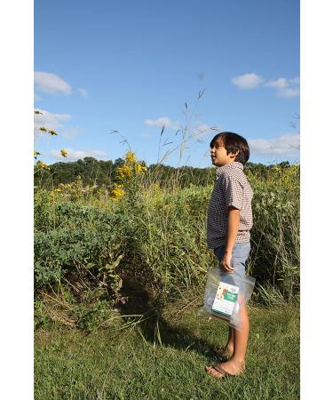 Mission Meats Kids Snacks Sugar Free Grass Fed Beef Sticks Gluten Free Paleo Healthy School Snacks for Kids Meat Sticks Beef Jerky Zero Sugar Protein Snacks Keto Snacks Snack Packs Lunch Snacks Tasty Original Grass Fed Beef Kids Sticks 0.5 Ounce (Pack of  - Buy Online on GoSupps.com