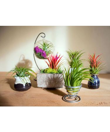 10 Ionantha Tillandsia Air Plants 2-3.5 Inches | Live Tropical House Plants for Home Decor & Terrariums - Buy Online on GoSupps.com