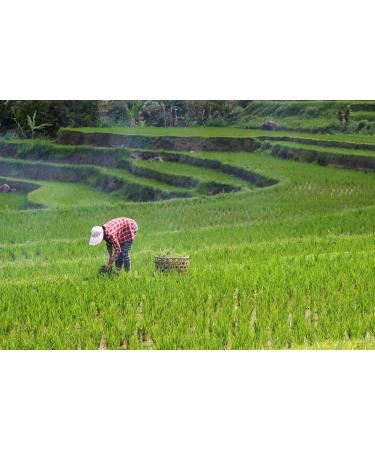  Kamelur Kamelur Organic Hulled Basmati Rice (1 kg) Organic aromatic basmati rice without additives Natural fragrant rice - Buy Online on GoSupps.com