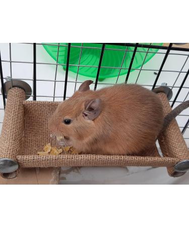 Good Degu Carrot Cubes- Degu treats 2-pack - Buy Online on GoSupps.com