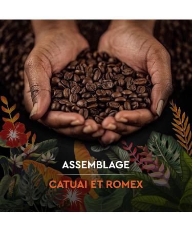 BLACK CARD - Carte Noire Secrets de Nature Grain Coffee - Catuai Romex - Rainforest Alliance Certified - Pack of 1 kg - Buy Online on GoSupps.com