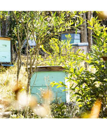 Ilanga Nature - Primary Forest Honey 140g - ORGANIC - Buy Online on GoSupps.com