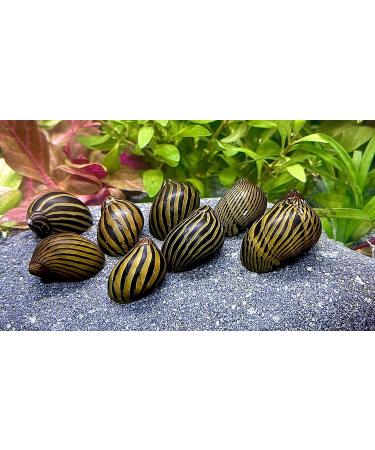 WaterPlants Racing Snail Mix - 8 Pieces of Aquarium Racing Snails 2 Varieties for Your Tank - International Shipping Available - Buy Online on GoSupps.com