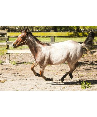 Tack Shack Turnout Leather Halter for Horses | Engraved Name Plate | Brown Leather, Solid Brass | Warmblood Size - Buy Online on GoSupps.com