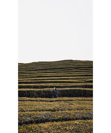 Dethlefsen Balk teemando Green Tea Blend Sencha BlueberryAmaretti Blueberry Pastry Note Flavored 1 kg - Buy Online on GoSupps.com