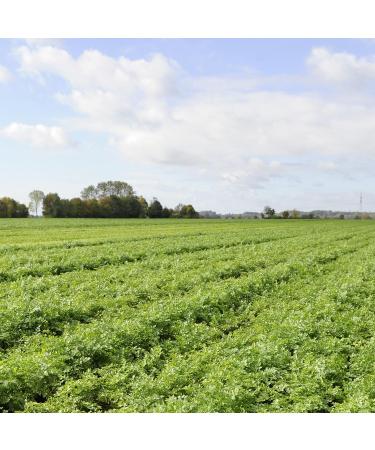 Knorr Butter & Herb Pasta Sides 4.4 oz, Pack of 8 - No Artificial Flavors, Preservatives, or Added MSG - Buy Online on GoSupps.com