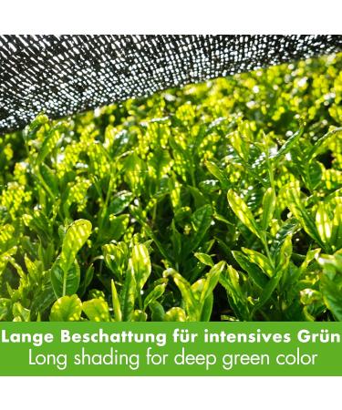 Goodwei Ceremonial Matcha Ichibana - Poudre de matcha biologique pure de premi re cueillette en v ritable qualit c r moniale 40g - Buy Online on GoSupps.com