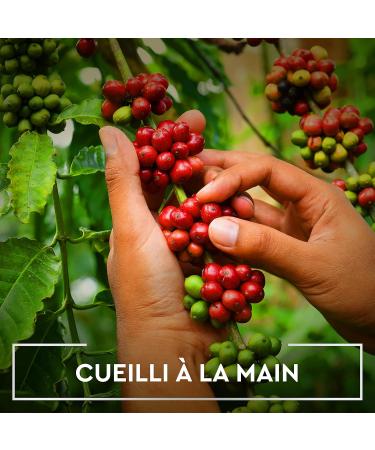 CARTE NOIRE - Organic Coffee Capsules Compatible with Nespresso - Arabica Coffee - 30 Aluminum Capsules - Made in France - Buy Online on GoSupps.com