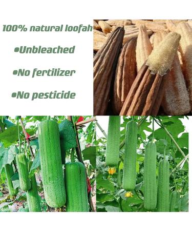 Natural Organic Super Loofah Sponge for Exfoliating - Premium Quality Spa Body Scrubber for Daily Care - Buy Online on GoSupps.com