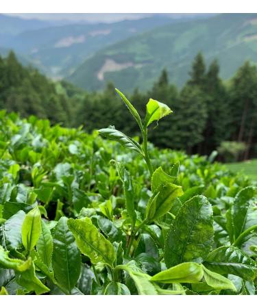 Japanese Kabusecha Green Tea "Hikari" - Fine Product Award by Nihoncha Award - 100% Japanese Green Tea by CHILL TEA Tokyo - First Flush Loose Leaf - Deep Umami - 60g - Buy Online on GoSupps.com