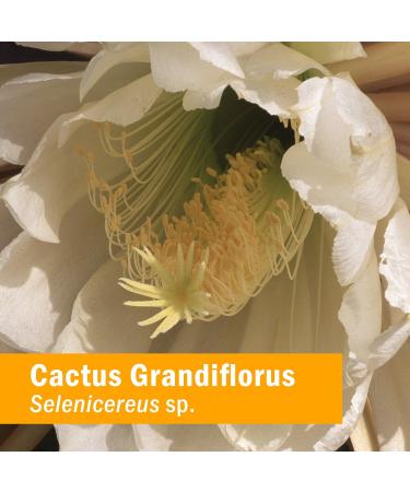 Herb Pharm Cactus Grandiflorus Liquid Extract - Cardiovascular Circulatory Support - 1 Ounce - Buy Online on GoSupps.com