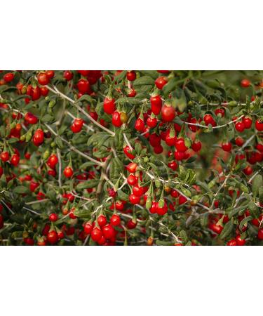 Dragon Herbs Heaven Mountain Goji Berries 8 oz - Premium Superfood for Wellness - Buy Online on GoSupps.com