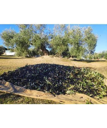 JAVIOLIVA 100 Spanish Natural Extra Virgin Olive Oil Picual Variety Cold pressed intense and fruity flavor ideal for cooking salads and gourmet dishes 3 carafes - Buy Online on GoSupps.com