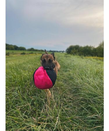 Dingo Gear Training Toys Ball 19cm - Black-Rosa with Handle | Durable Nylcott for IGP Obedience & Training Games - Buy Online on GoSupps.com