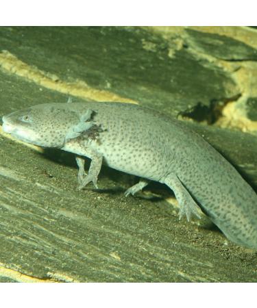 JBL PRONOVO LOTL GRANO M 250ml - Buy Online on GoSupps.com