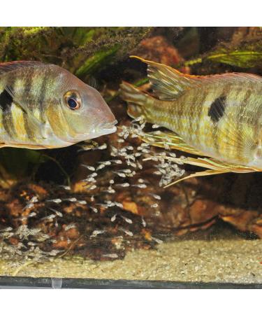 JBL PRONOVO BEL Fluid 50ml - Buy Online on GoSupps.com