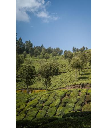 Dethlefsen Balk teemando Green Tea Blend Sencha BlueberryAmaretti Blueberry Pastry Note Flavored 1 kg - Buy Online on GoSupps.com