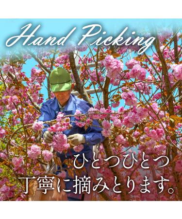 Sakura Cherry Blossom Powder - Japanese Drinks Spring Mix Japanese Food 1.4oz (40g) YAMASAN  - Buy Online on GoSupps.com