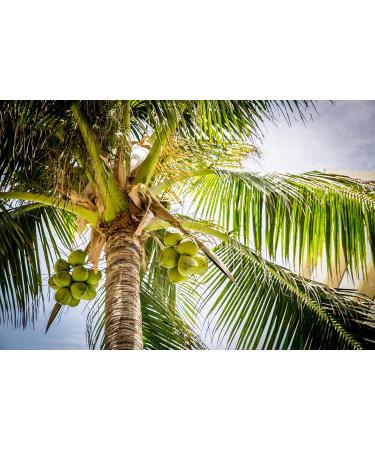 Buy Food-United Coconut Puree 4x1kg Premium Nut Puree for Smoothies Sorbets & Creams - 4kg of Quality Fruit Blend - Buy Online on GoSupps.com