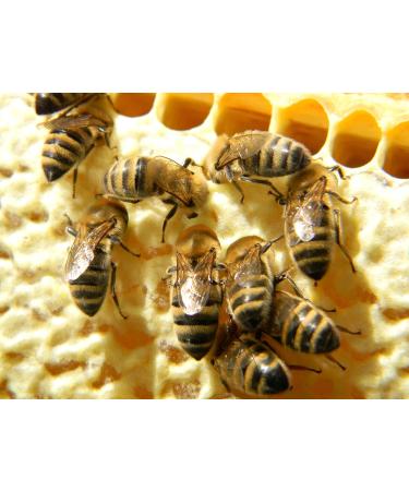 Bee Bread Perga Fermented Bee Pollen Raw & Natural No Preservatives No Genetic Engineering Suitable for Vegetarians 500g. - Buy Online on GoSupps.com