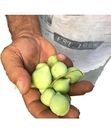 Kakadu Plum Powder - Australian Superfood - Rich in Vitamin C and Antioxidants - Boosts Immune System - 1.8 oz - Buy Online on GoSupps.com